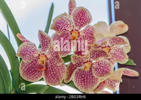 Blume der Vanda Coerulea Orchidee. 12.Mai 2019. Madrid Spanien. Botanische Biologie Naturfotografie. Stockfoto