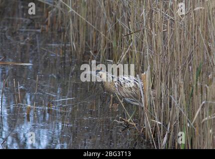 Bittern, Botaurus stellaris, ein Erwachsener, der aus dem Bett kommt. LeaValley, Essex, Großbritannien. Stockfoto