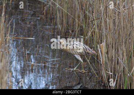 Bittern, Botaurus stellaris, ein Erwachsener, der aus dem Bett kommt. LeaValley, Essex, Großbritannien. Stockfoto