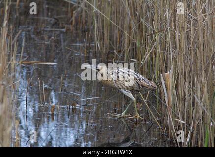 Bittern, Botaurus stellaris, ein Erwachsener, der aus dem Bett kommt. LeaValley, Essex, Großbritannien. Stockfoto