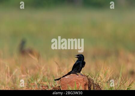 Black Drongo, Dicrurus macrocercus, Kerala, Indien, Asien Stockfoto