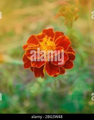 Goldrandige dunkelrote Ringelblumen. Französische rote Ringelblume. Doppelte rote Blütenköpfe mit gelben Zentren Stockfoto