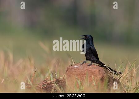 Black Drongo, Dicrurus macrocercus, Kerala, Indien, Asien Stockfoto