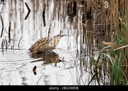 Bittern, Botaurus stellaris, ein Erwachsener, der aus dem Bett kommt. LeaValley, Essex, Großbritannien. Stockfoto