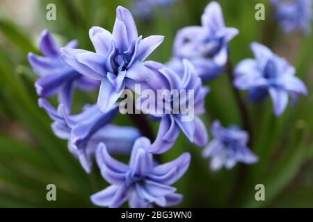 Blaue Hyazinthe mit weichen Blütenblättern und grünen Blättern im Garten, blaue Frühlingsblumen, blaue Hyazinthe Makro, Blumenfotografie, florale, Makrofotografie Stockfoto