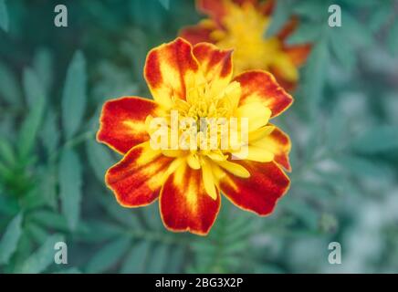 Goldrandige dunkelrote Ringelblumen. Französische rote Ringelblume. Doppelte rote Blütenköpfe mit gelben Zentren Stockfoto