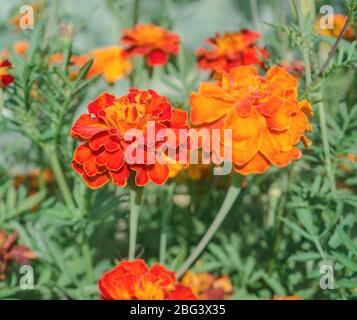 Goldrandige dunkelrote Ringelblumen. Französische rote Ringelblume. Doppelte rote Blütenköpfe mit gelben Zentren Stockfoto