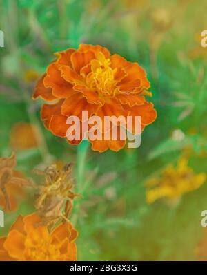 Französische Ringelblume kastanienbraun und orange bicolor Blüten. Goldrandige dunkelrote Ringelblumen. Stockfoto