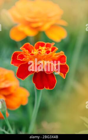 Goldrandige dunkelrote Ringelblumen. Französische rote Ringelblume. Doppelte rote Blütenköpfe mit gelben Zentren Stockfoto