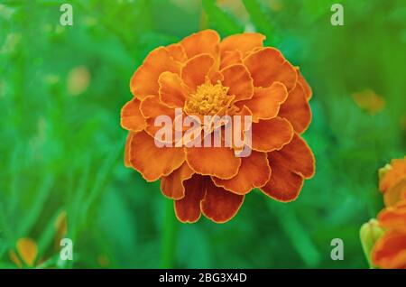 Goldrandige dunkelrote Ringelblumen. Französische rote Ringelblume. Doppelte rote Blütenköpfe mit gelben Zentren Stockfoto
