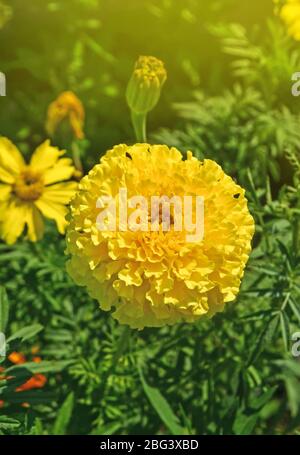 Ringelblume im Garten. Ringelblumen mit Sonnenlicht. Gelbe Ringelblume Stockfoto