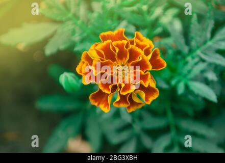 Französische Ringelblume kastanienbraun und orange bicolor Blüten. Goldrandige dunkelrote Ringelblumen. Stockfoto