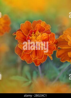 Französische Ringelblume kastanienbraun und orange bicolor Blüten. Goldrandige dunkelrote Ringelblumen. Stockfoto
