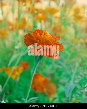 Französische Ringelblume kastanienbraun und orange bicolor Blüten. Goldrandige dunkelrote Ringelblumen. Stockfoto