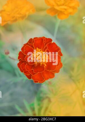 Französische Ringelblume kastanienbraun und orange bicolor Blüten. Goldrandige dunkelrote Ringelblumen. Stockfoto