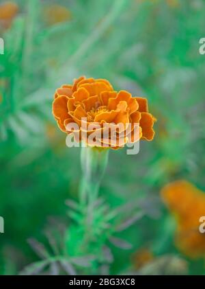 Französische Ringelblume kastanienbraun und orange bicolor Blüten. Goldrandige dunkelrote Ringelblumen. Stockfoto