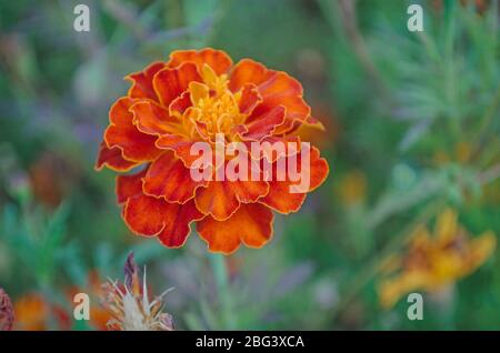 Französische Ringelblume kastanienbraun und orange bicolor Blüten. Goldrandige dunkelrote Ringelblumen. Stockfoto