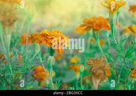 Französische Ringelblume kastanienbraun und orange bicolor Blüten. Goldrandige dunkelrote Ringelblumen. Stockfoto