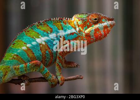 Porträt eines Chamäleon Panthers auf einem Zweig, Indonesien Stockfoto