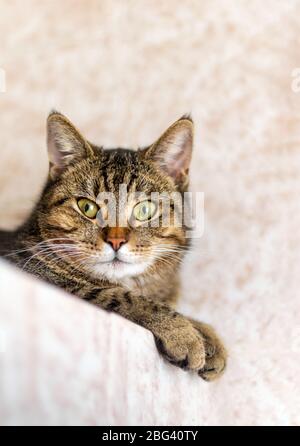 Wunderschöne Katze zu Hause. Nutztier. Vertikale Ernte. Nahaufnahme. Stockfoto