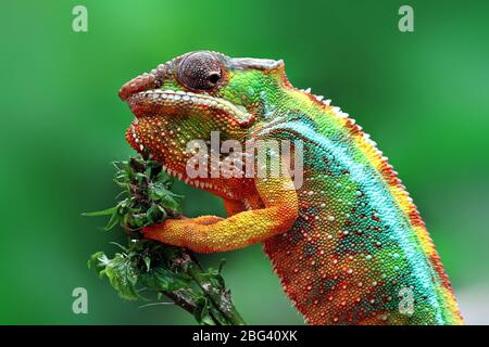 Panther Chamäleon auf einer Pflanze, Indonesien Stockfoto