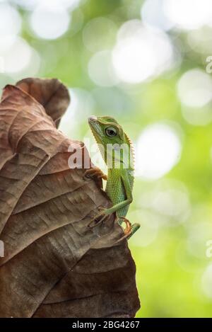 Eidechse auf einem getrockneten Blatt, Indonesien Stockfoto