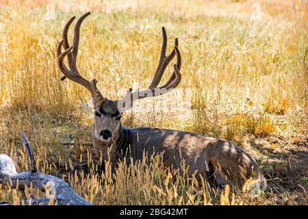 Mule Deer Buck liegt im Schatten auf trockenem Gras, Colorado. Stockfoto