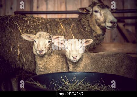 Schafe Familie mit Lämmern Stockfoto