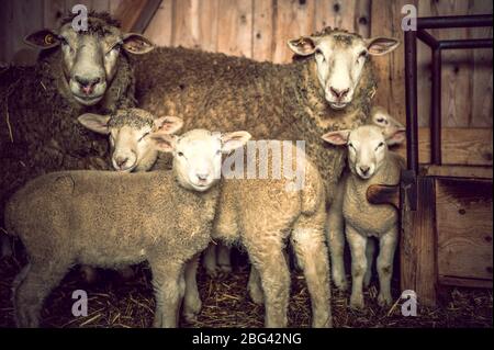 Schafe Familie mit Lämmern Stockfoto