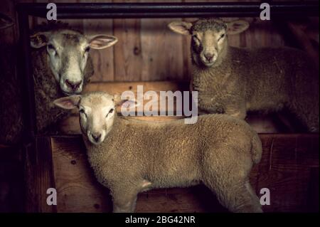 Schafe Familie mit Lämmern Stockfoto