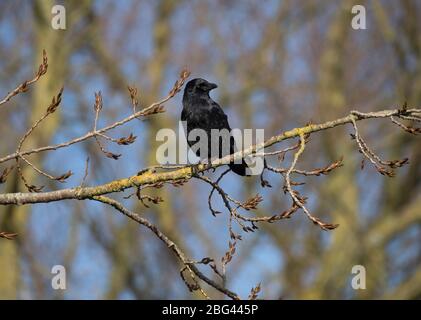 Ackenkrähe, Corvus corone, auf Ast thront, in Wald, Lancashire, Großbritannien Stockfoto