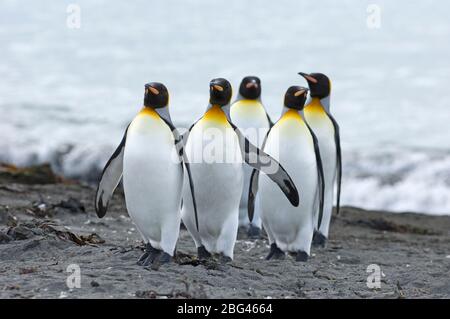 König Pinguin Aptenodytes patagonicus Erwachsene kommen an Land Gold Harbor Süd-Georgia November Stockfoto