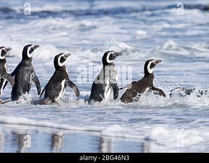 Magellan-Pinguine Spheniscus Magellanicus ins Meer Sea Lion Insel Falkland-Inseln Stockfoto