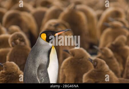 Königspinguin Aptenodytes patagonicus Erwachsener umgeben von Küken Gold Harbor Süd-Georgia November Stockfoto