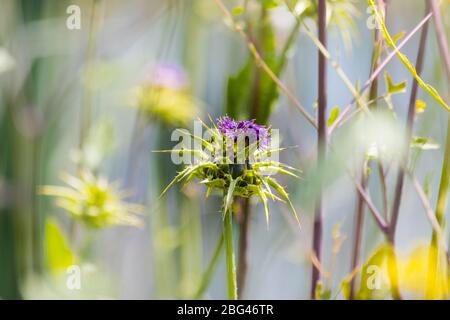 Eine Milchthistle (Silybum marianum) Pflanze mit Wildbienen, die Pollen ernten Stockfoto