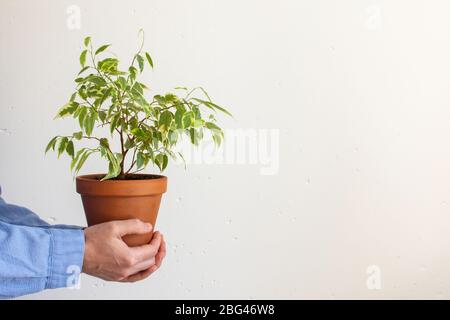 Schöne grüne Innen Ficus benjamina Kinky Blume in einem Topf in männlichen Händen auf einer weißen Wand Hintergrund Stockfoto