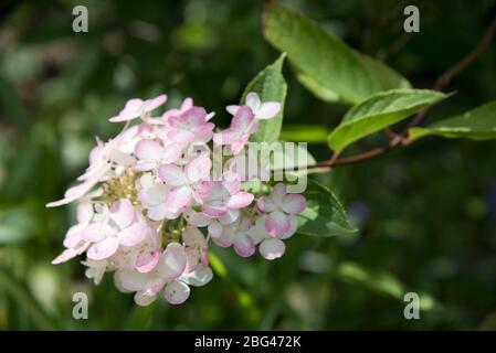 Hydrangea paniculata einzigartige Stockfoto
