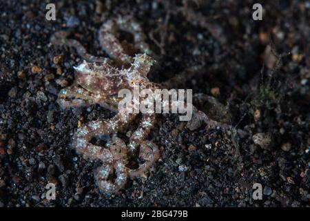 In Lembeh Strait, Indonesien, kriecht ein junger langarmigem Oktopus über den Sand. Dieses Gebiet ist für seine große Anzahl von bizarren Meeresbewohner bekannt. Stockfoto