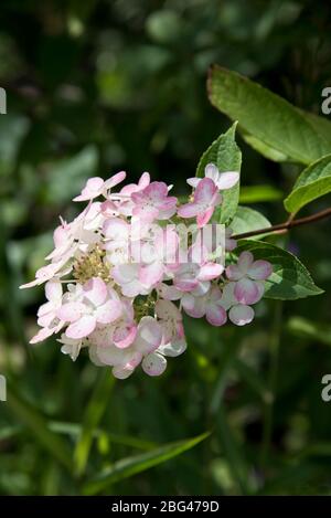 Hydrangea paniculata einzigartige Stockfoto