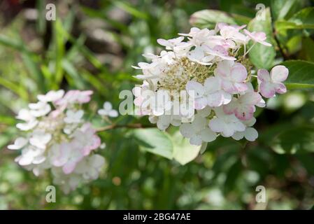Hydrangea paniculata einzigartige Stockfoto