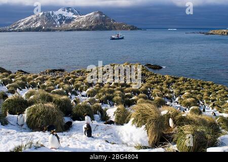 Makkaroni Pinguine Eudyptes Chrysolophus in Kolonie in Cooper Bay South Georgia November Stockfoto