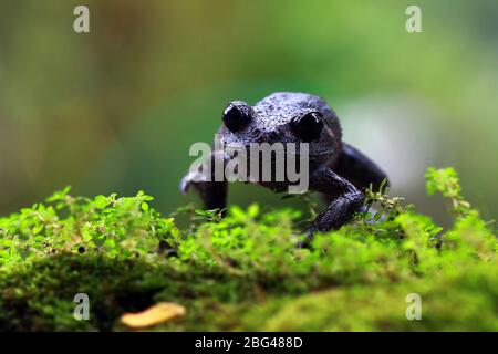 Nahaufnahme einer Java-Spadefoot-Kröte auf Moos, Indonesien Stockfoto