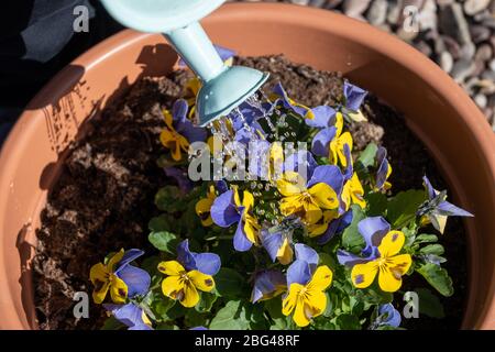 Ein Kind kann Gießkanne eine kleine Menge Viola Pflanzen in einem Pflanzentopf gießen. Stockfoto