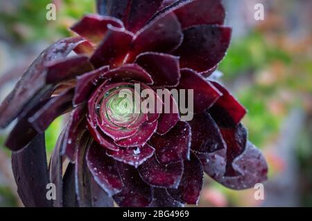 Gattung Aeonium der großen Familie der Crassulaceae. Die Blätter, fleischig und geschwollen, bilden symmetrische Rosetten und haben Farben von hellgrün bis dunkel Stockfoto