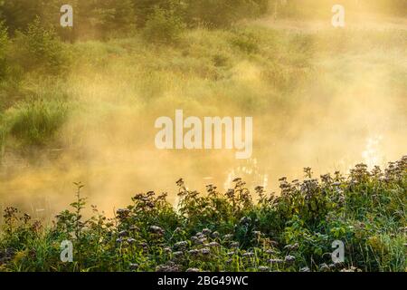 Aufsteigender Nebel auf Junction Creek bei Sonnenaufgang, Greater Sudbury, Ontario, Kanada Stockfoto