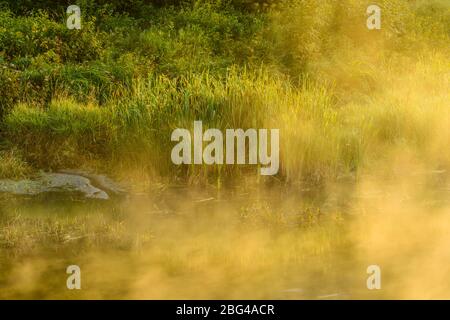 Aufsteigender Nebel auf Junction Creek bei Sonnenaufgang, Greater Sudbury, Ontario, Kanada Stockfoto