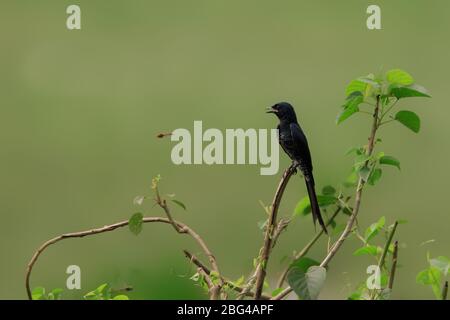 Black Drongo, Dicrurus macrocercus, Kerala, Indien, Asien Stockfoto