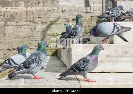 Einsamer Vogel lebt in der Natur Stockfoto