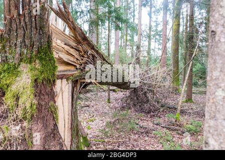 Der Waldbaum wurde in einem Sturm gefällt, der auf seiner Seite auf dem Boden lag, der an einem Ende in der Luft von den gespaltenen und zerbrochenen Überresten des Stammes getragen wurde. Stockfoto