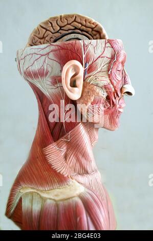 Ein anatomisches Modell, das die Muskulatur von Kopf, Hals und Schultern zeigt. Die obere Hälfte des Schädels wurde aufgeschnitten und zeigt die obere Hälfte o Stockfoto